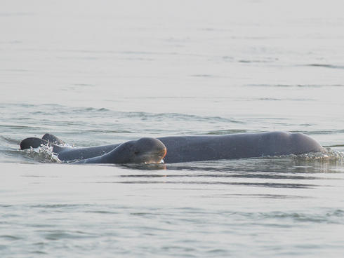 attraction-Dolphin Habitat Site 4.jpg